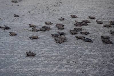 Moradores do Paulista acompanham emocionados o nascimento de 87 tartarugas em praia no Janga