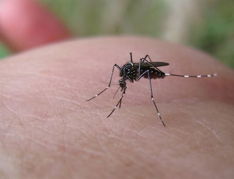 Pernambuco apresenta crescimento em notificações de dengue, zika e chikungunya