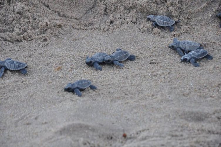 Mais de 140 tartarugas marinhas nascem na Praia do Janga, em Paulista