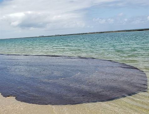 Chega a 1.500 toneladas o total de óleo recolhido em praias e rios de Pernambuco