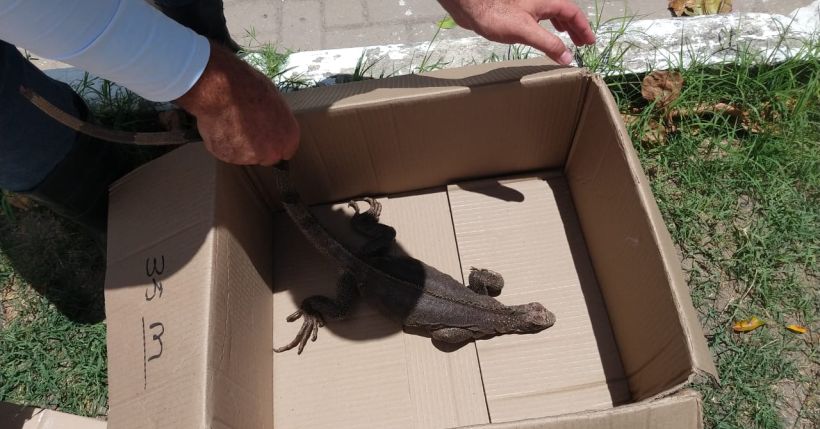 Iguana encontrada em via pública é entregue aos cuidados da Secretaria de Meio Ambiente