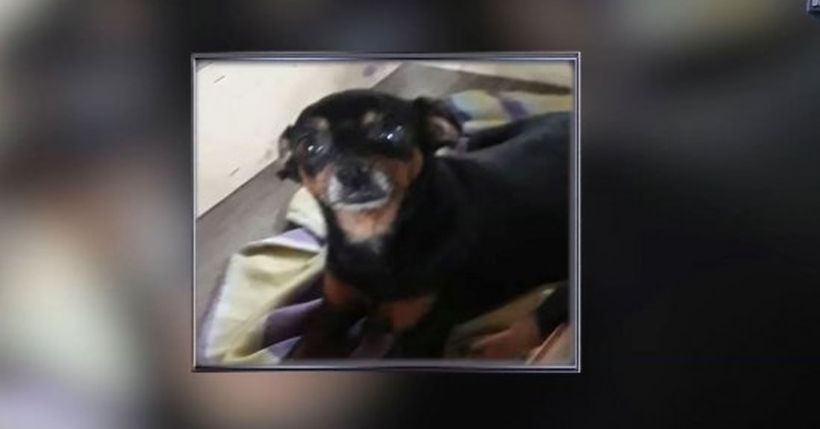 Família oferece recompensa para encontrar cadela roubada em Paulista