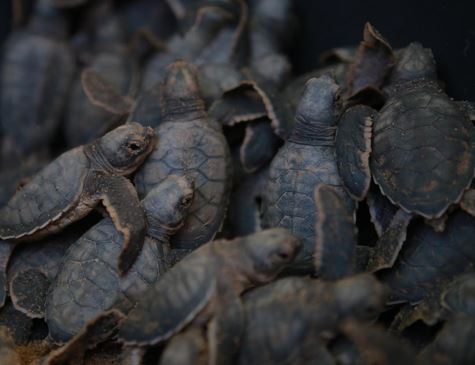 Oitenta e sete filhotes de tartaruga da espécie Verde nasceram na praia do Janga