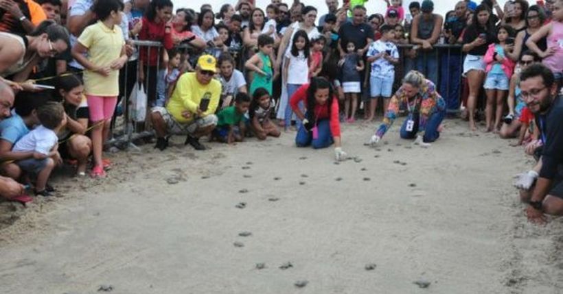 Praia do Janga recebe nascimento de leva de tartarugas