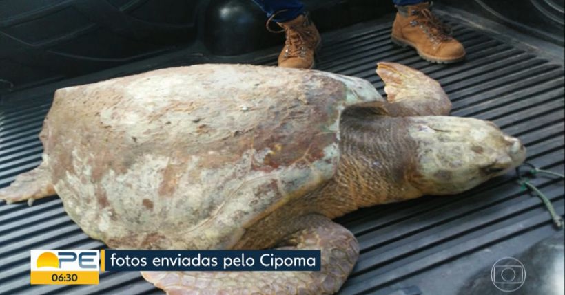 Tartaruga é resgatada na praia de Maria Farinha, no Grande Recife