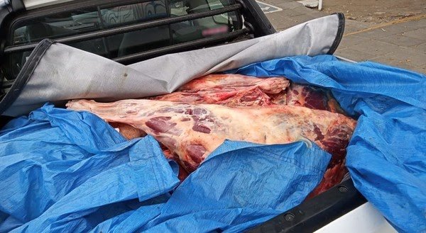 Quatro homens são detidos levando 600 quilos de carne de cavalo e jumento para vender no Mercado de Afogados