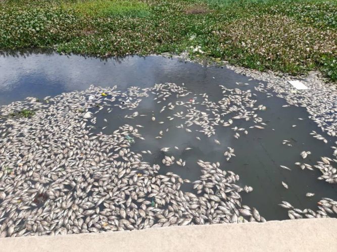 Peixes aparecem mortos no Canal do Fragoso, em Olinda