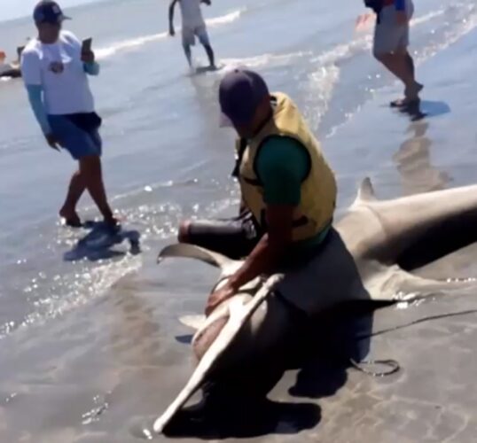 Tubarão-martelo é capturado e retirado da água em praia de Maria Farinha