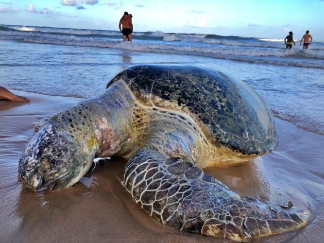 Tartaruga-marinha é encontrada morta na praia de Boa Viagem, em Recife