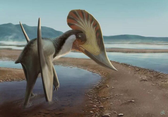 Descoberto pterossauro de crista bizarra que habitava região em Pernambuco há 100 milhões de anos