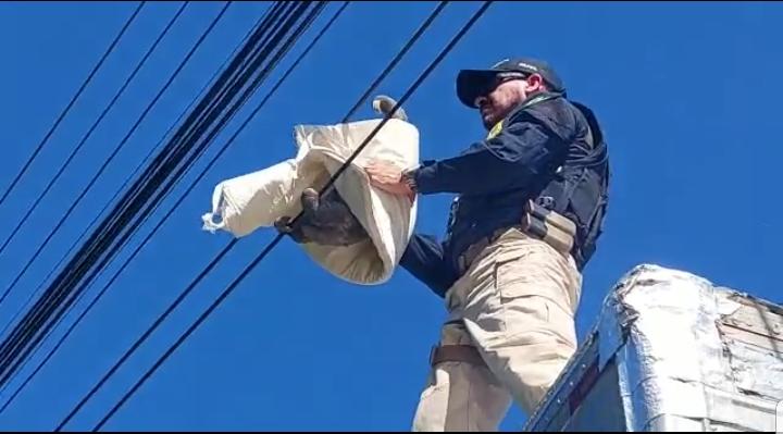 Com apoio de caminhão, policiais resgatam bicho-preguiça em fios de rede elétrica em Paulista