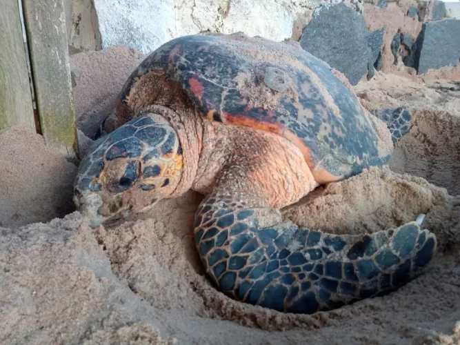 Vídeo mostra tartaruga voltando para o mar após fazer ninho em praia no Grande Recife