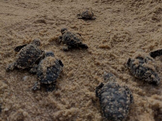 Vinte ninhos de diferentes espécies de tartarugas marinhas são encontrados em praias de Paulista