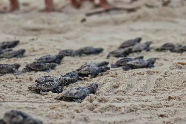 Filhotes de tartaruga-de-pente nascem no Cabo; espécie está ameaçada de extinção