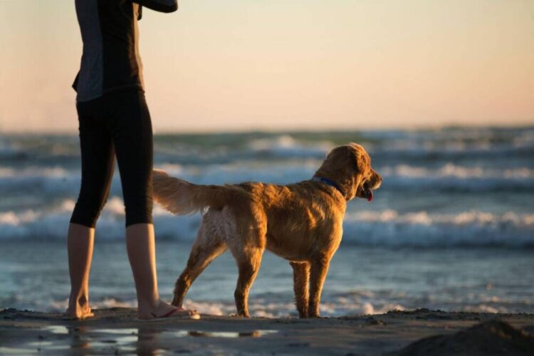 Lei libera animais domésticos em praias de Pernambuco, prática proibida desde 2003