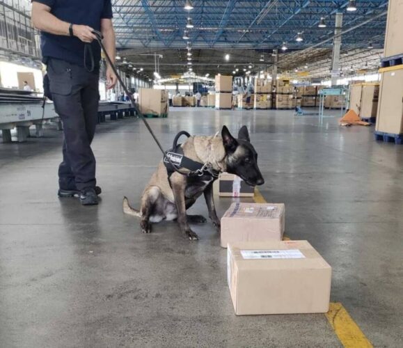 Cães farejadores acham 4 quilos de cocaína e R$ 60 mil em notas falsas no Recife