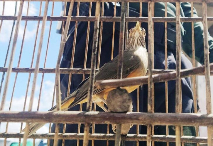 Operação da CPRH resgata 90 pássaros criados ilegalmente em Araçoiaba