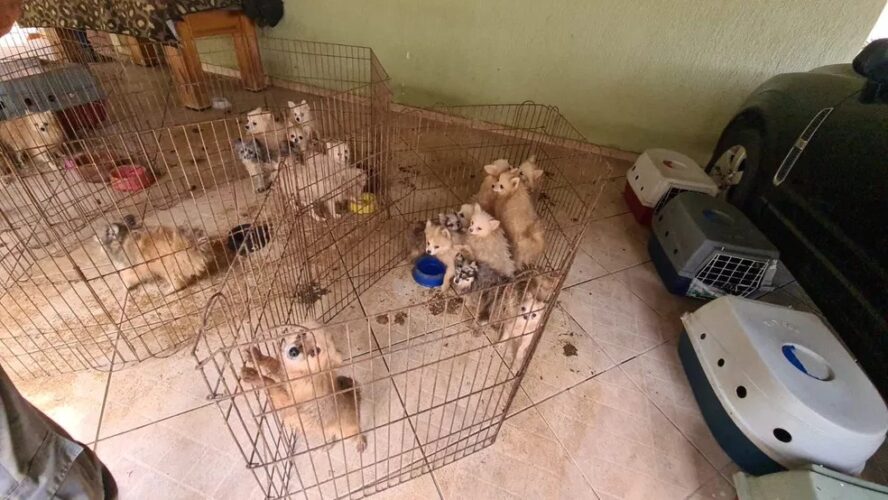 Casal é condenado por manter canil com mais de 100 cães Lulu da Pomerânia em situação de maus-tratos
