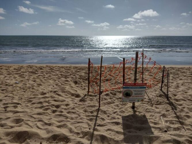 Ninho de tartaruga marinha foi encontrado na praia de Enseadinha, em Paulista
