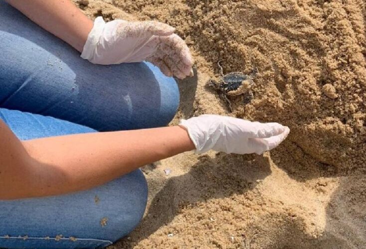 Paulista registra o segundo nascimento de ninho de tartaruga marinha da temporada 2022/2023