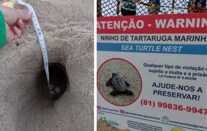Morador de Paulista encontra sexto ninho de tartaruga com 120 ovos em praia da cidade