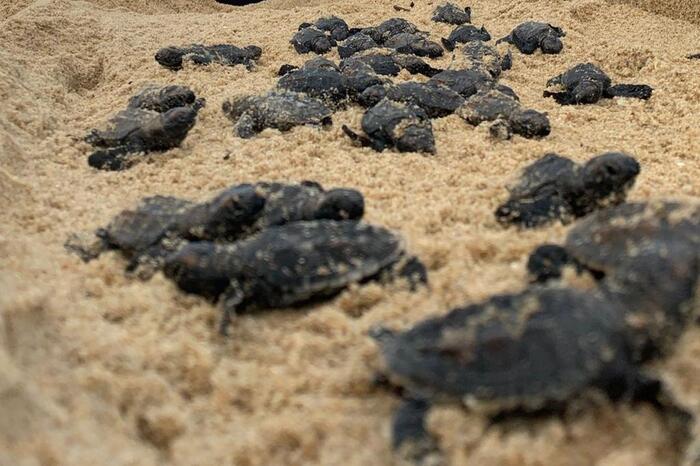 Mais de 250 tartarugas marinhas de Pente nascem em Paulista