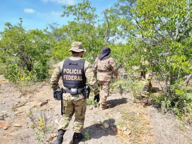 Polícia Federal e Delegacia de Salgueiro erradicam e destroem 21 mil pés de maconha em Floresta
