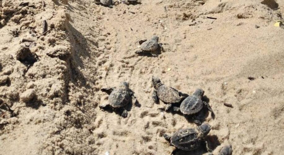 Quase cem tartarugas-de-pente nascem no Janga, na manhã desta quinta-feira (11)