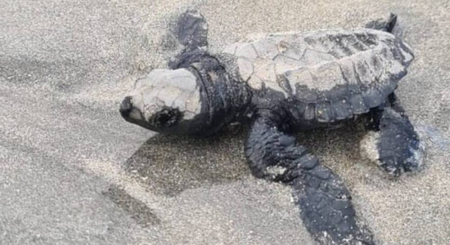 Quarenta e cinco tartarugas-oliva nascem na praia de Marinha Farinha, nesta segunda (28)