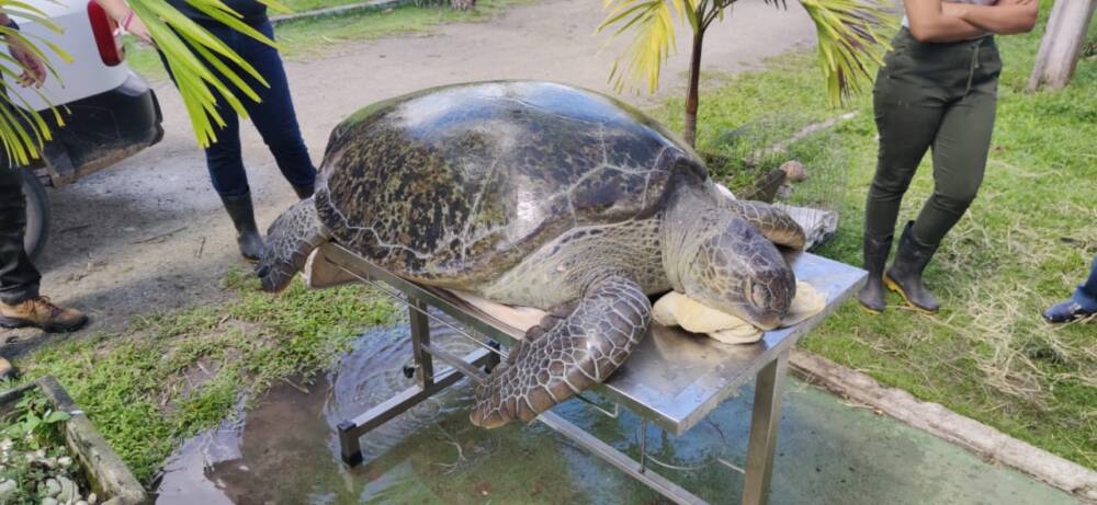 Tartaruga marinha de mais de 200kg é resgatada após ficar encalhada em Itamaracá