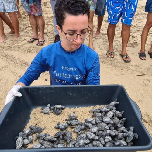 População acompanha nascimento de 70 filhotes de tartarugas marinhas em Paulista