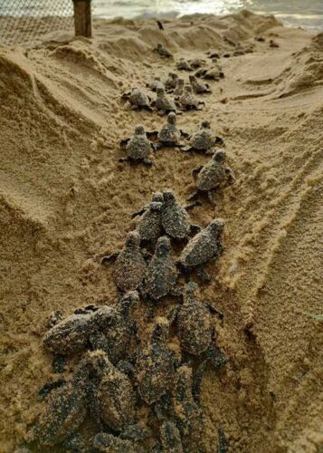 Aproximadamente 100 filhotes de tartaruga marinha nascem na costa do Paulista